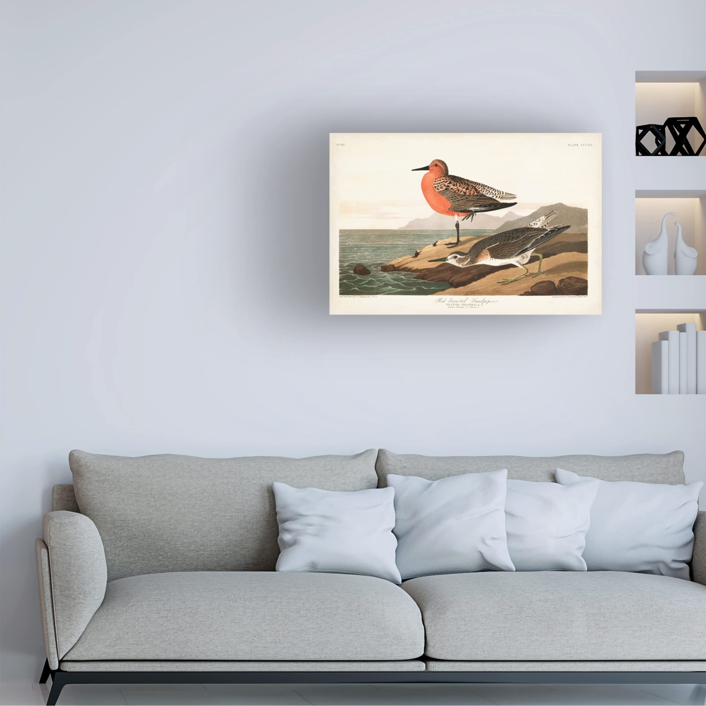 John James Audubon 'Red-breasted Sandpiper' Canvas Art Print 16x24 - Premium Wildlife Wall Decor for Living Room, Office & Nature Lovers