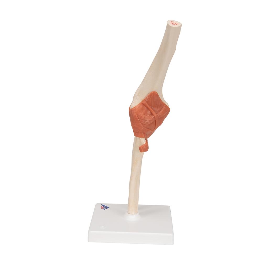 Premium Functional Elbow Joint Model - Anatomical Medical Demonstration Tool for Doctors, Students & Physical Therapists - Perfect for Classroom, Clinic & Home Study