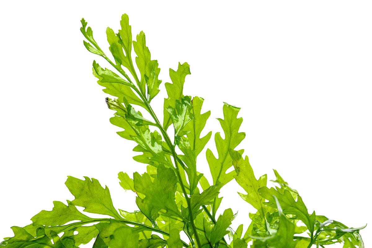 Bolbitis Heudelotii African Water Fern - Live Aquarium Plant for Fish Tanks, Terrariums & Paludariums - Perfect for Low Light Aquascaping & Natural Habitat Decoration