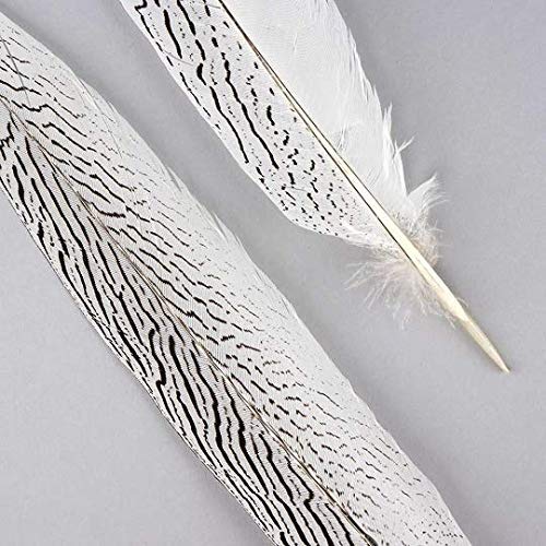 Natural Silver Pheasant Feathers 10