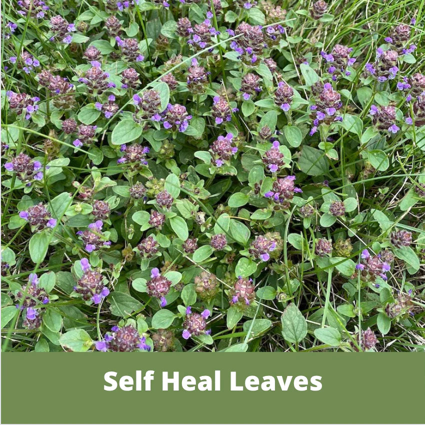 Organic Self Heal Seed Pouch - Grow a Pollinator-Friendly, Low Maintenance Lawn - Perfect for Eco-Conscious Gardeners & Sustainable Landscaping