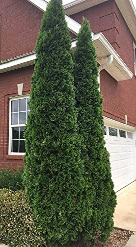 3 Emerald Green Arborvitae Plants in 2.5 Inch Pots - Live Evergreen Shrubs for Privacy Hedge, Landscaping & Garden Decor (Set of 3) | Perfect for Outdoor Planting, Patio Borders & Backyard Screening