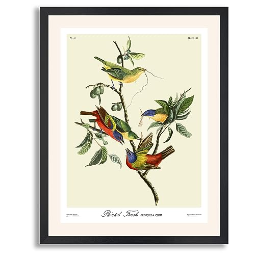 Painted Finch