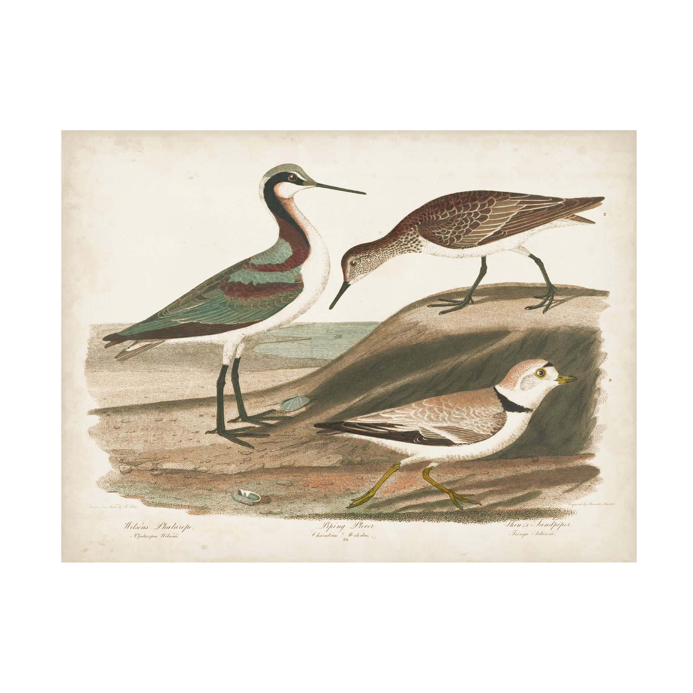 Trademark Fine Art 'Waterbird Trio III' Canvas Wall Art by Alexander Wilson - Stunning Nature Wildlife Painting for Living Room, Bedroom & Office Decor