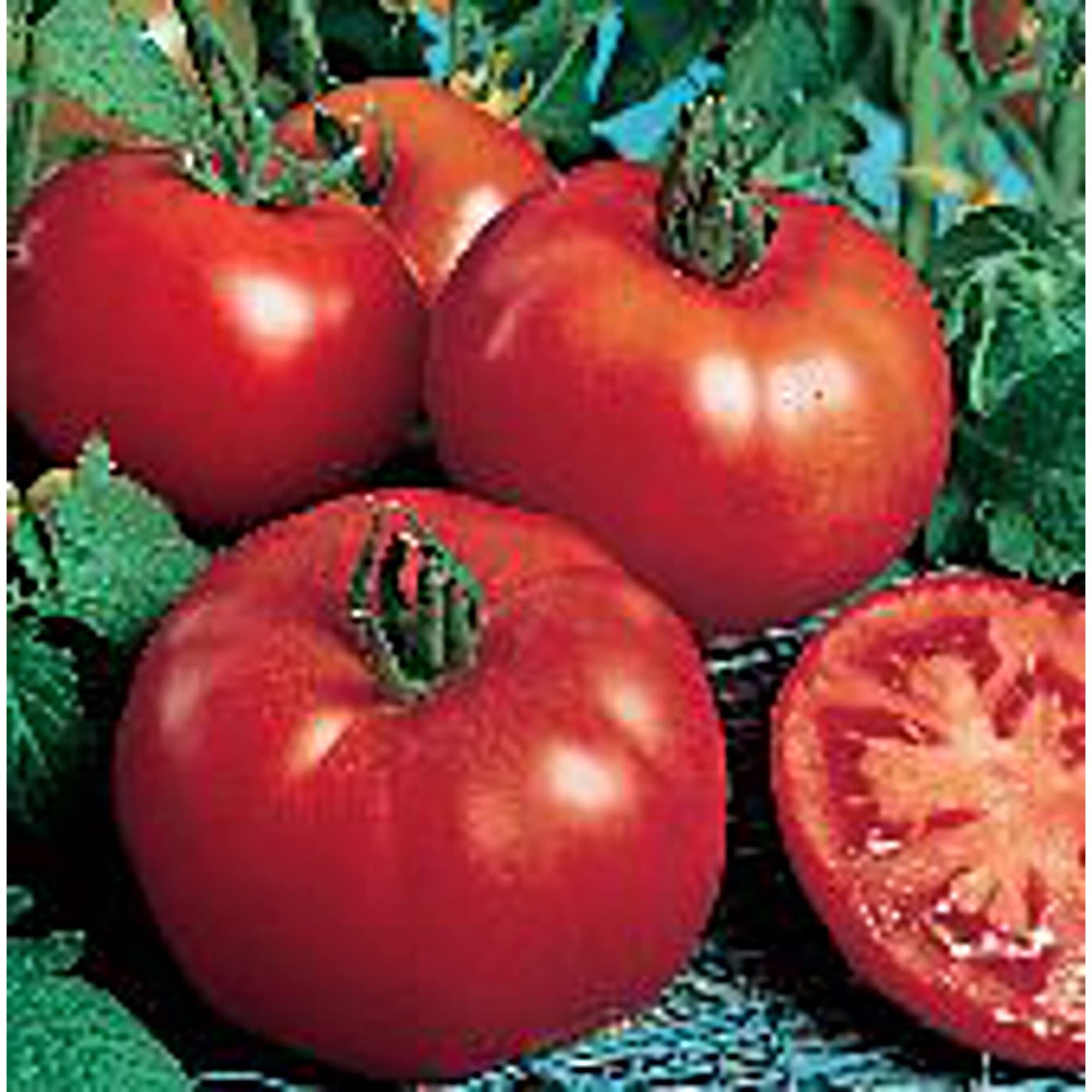 Organic Siberian Tomato Seeds (20+ Seeds) - Non-GMO Heirloom Vegetable Seeds for Planting | Home Garden, Greenhouse & Container Gardening | Perfect for Salsa, Salads & Fresh Eating