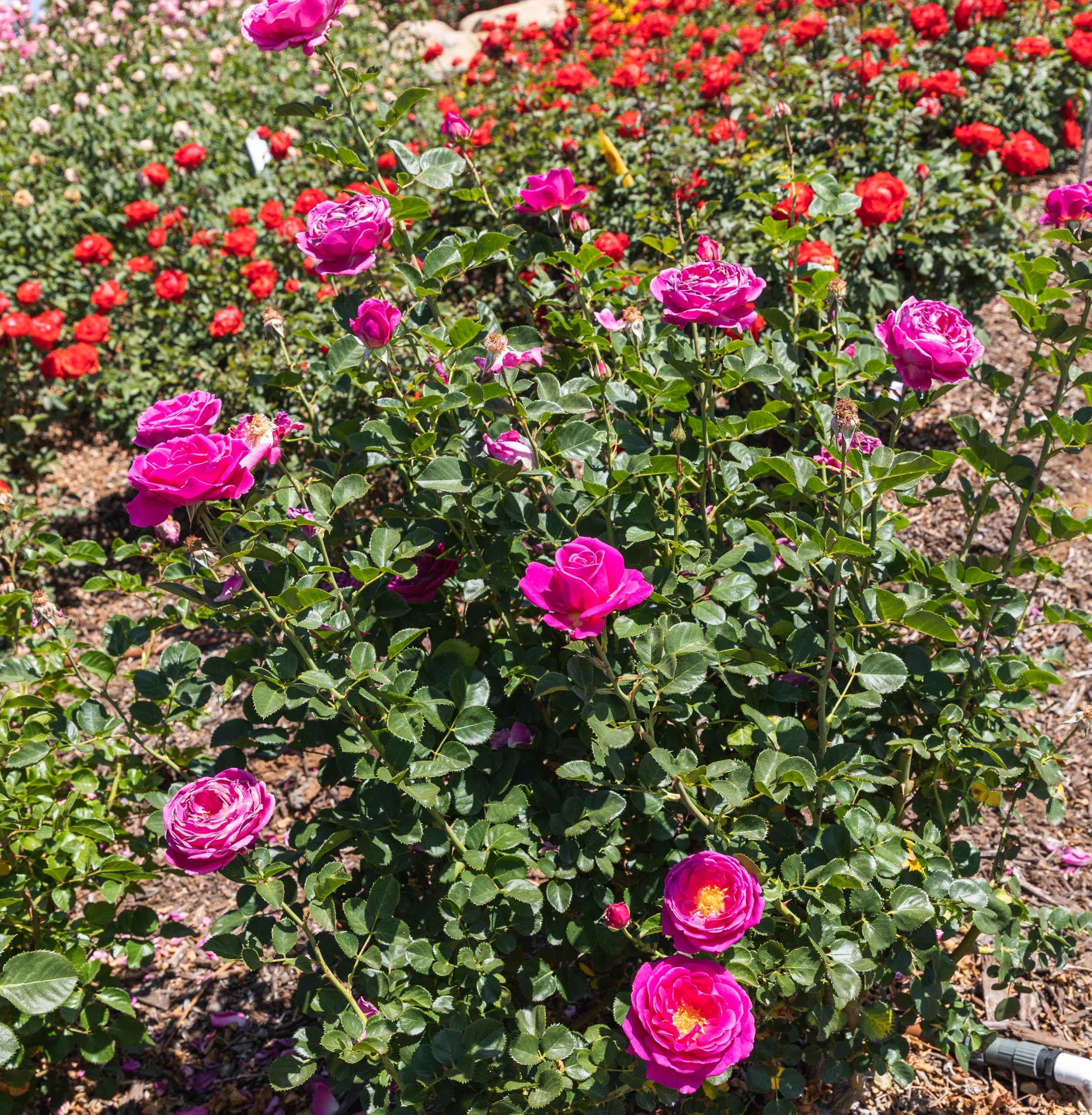 Fresh Pink Rose Bush Plants for Delivery - Live Indoor & Outdoor Potted Roses, Perfect Plant Lover Gifts & Home Decor | Ideal for Valentine's Day, Weddings, Anniversaries & Housewarming