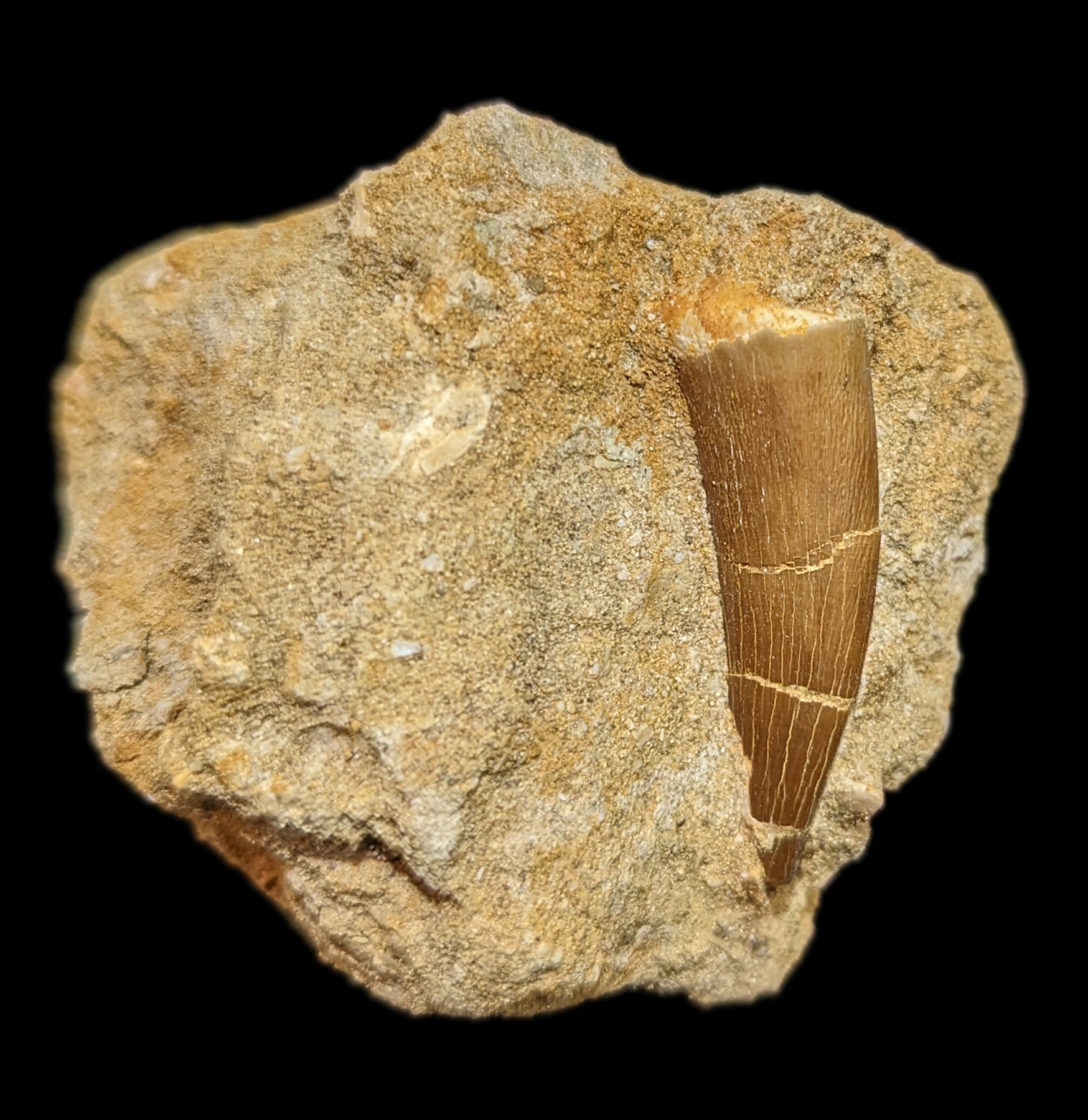Authentic Elasmosaurus Dinosaur Tooth Fossil in Natural Matrix - Perfect for Paleontology Collectors & Dinosaur Enthusiasts - Great for Home Display, Educational Use & Gift Giving