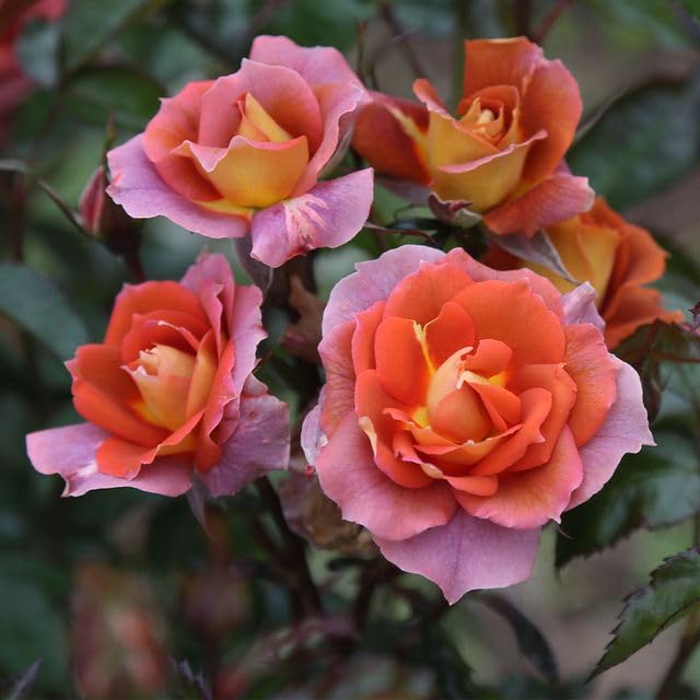 Heirloom Roses - Iris Webb Orange Floribunda Rose Bush, Live Outdoor Plant for Garden Landscaping & Home Decoration | Perfect for Flower Beds, Borders & Container Gardening