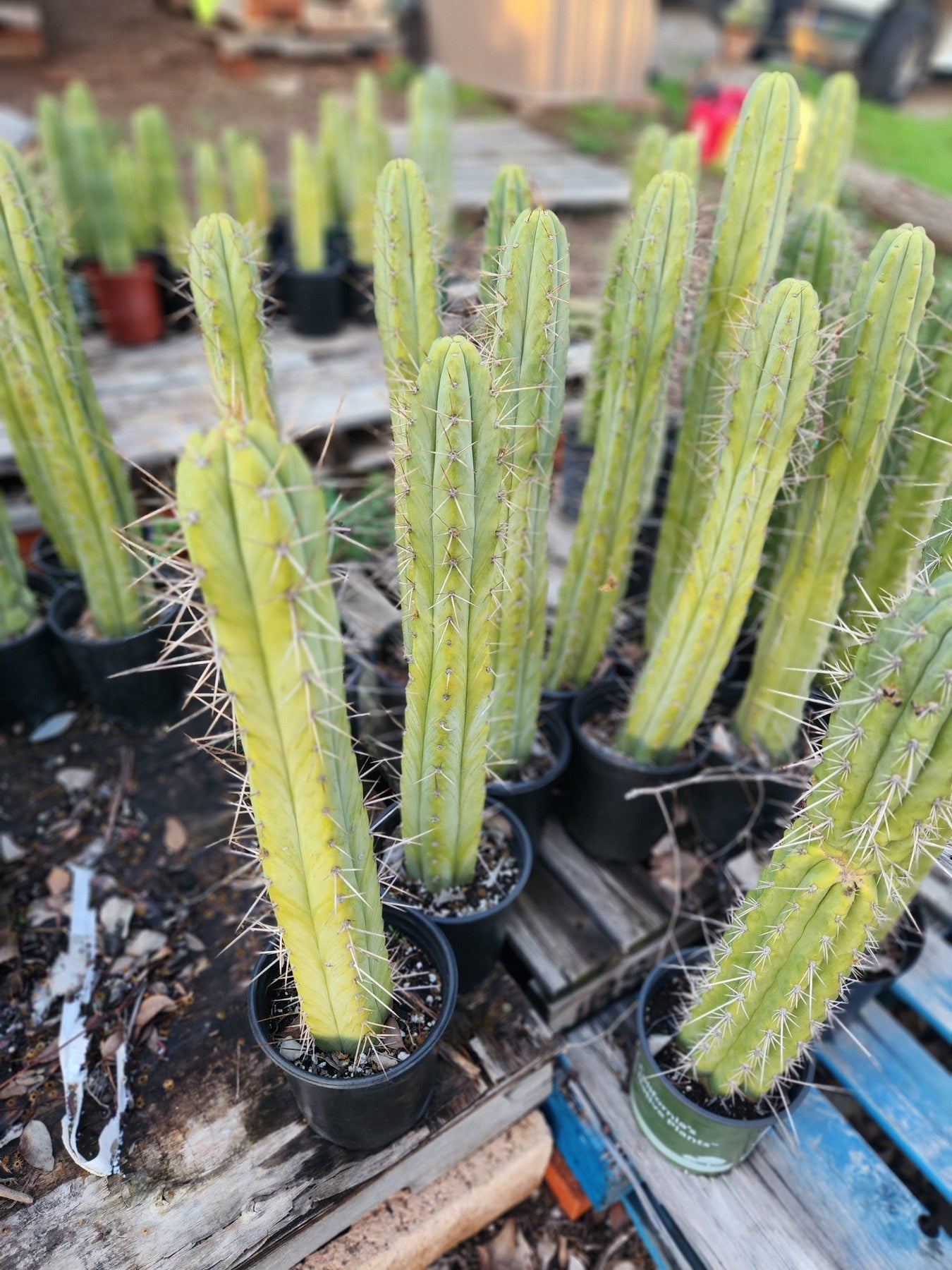 EC175 EXACT Trichocereus Bridgesii Jiimz Tall Potted Cactus - Rare Succulent Plant for Home Decor, Office & Garden