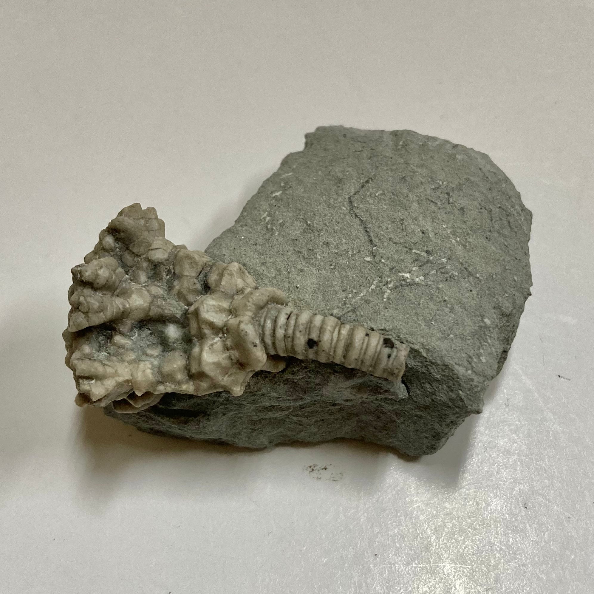 Fossil Crinoid Actinocrinites Gibsoni - Rare Marine Fossil for Collectors, Paleontology Enthusiasts & Home Decor | Perfect for Science Displays, Educational Gifts & Natural History Decorations