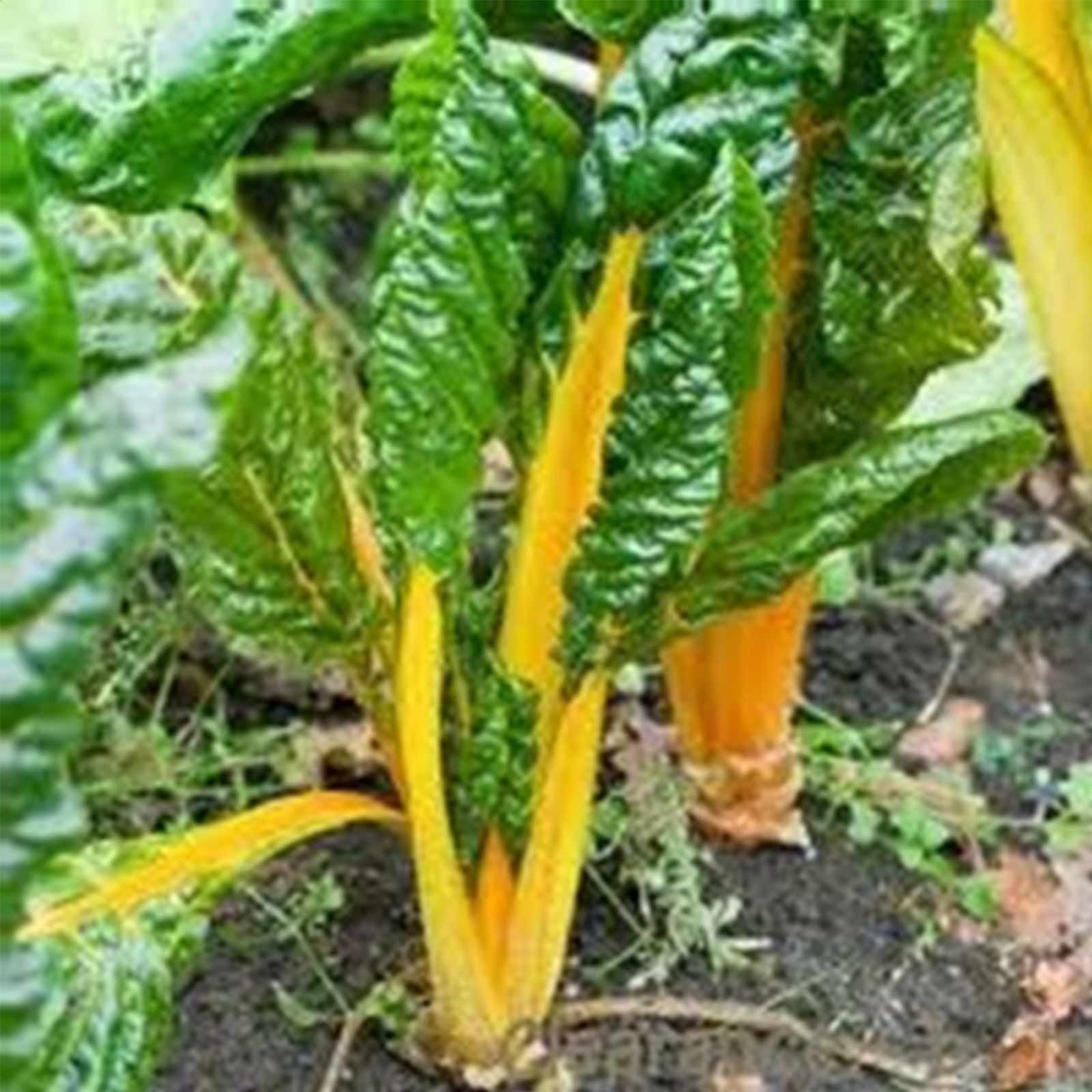 Organic Swiss Chard Garden Seeds - Yellow (Canary) - 5 Lb Bag - Non-GMO Vegetable Seeds for Gardening, Microgreens & Homegrown Greens - Perfect for Organic Farms, Backyard Gardens & Healthy Eating