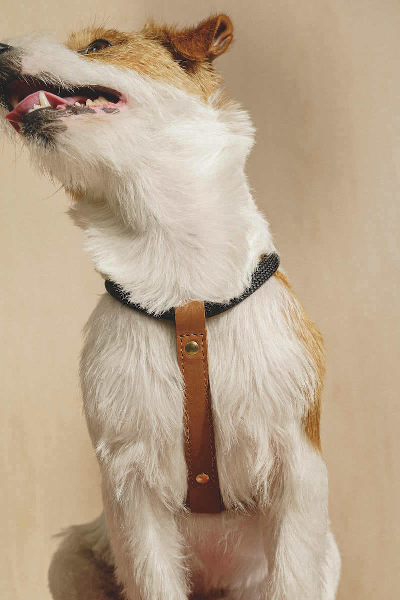 Premium Adjustable Dog Harness for Small & Medium Dogs - Soft Padded No-Pull Pet Vest with Handle - Perfect for Walking, Hiking & Training (Pony Makarony Ginger Design)