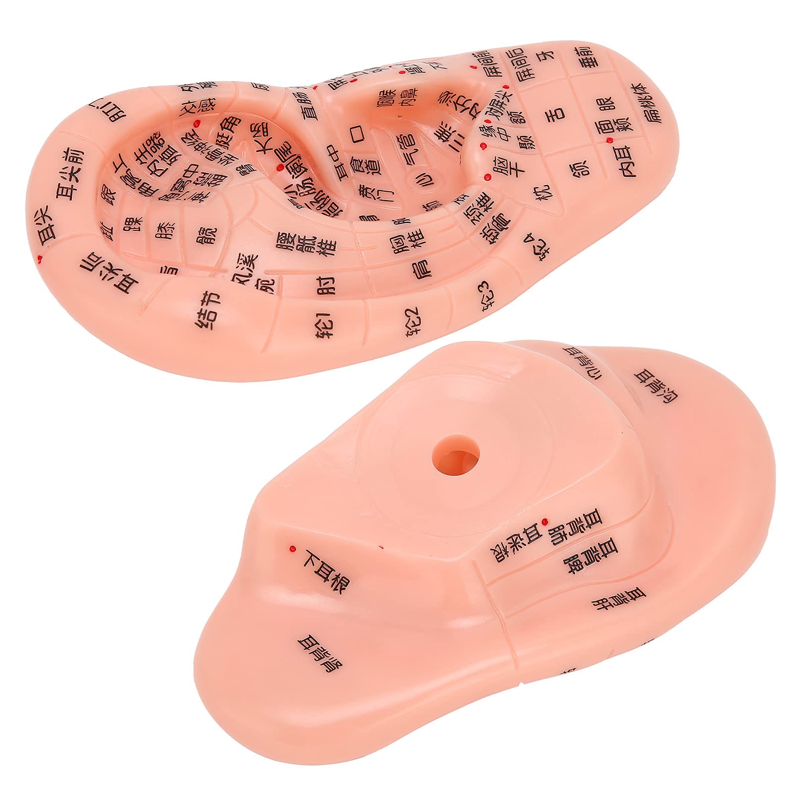 ZJchao Human Ear Acupuncture Model - Detailed Ear Acupoint Learning Display with 120+ Pressure Points, Perfect for Acupuncture Training, Massage Therapy & TCM Education - Ideal for Classrooms, Clinics and Self-Study