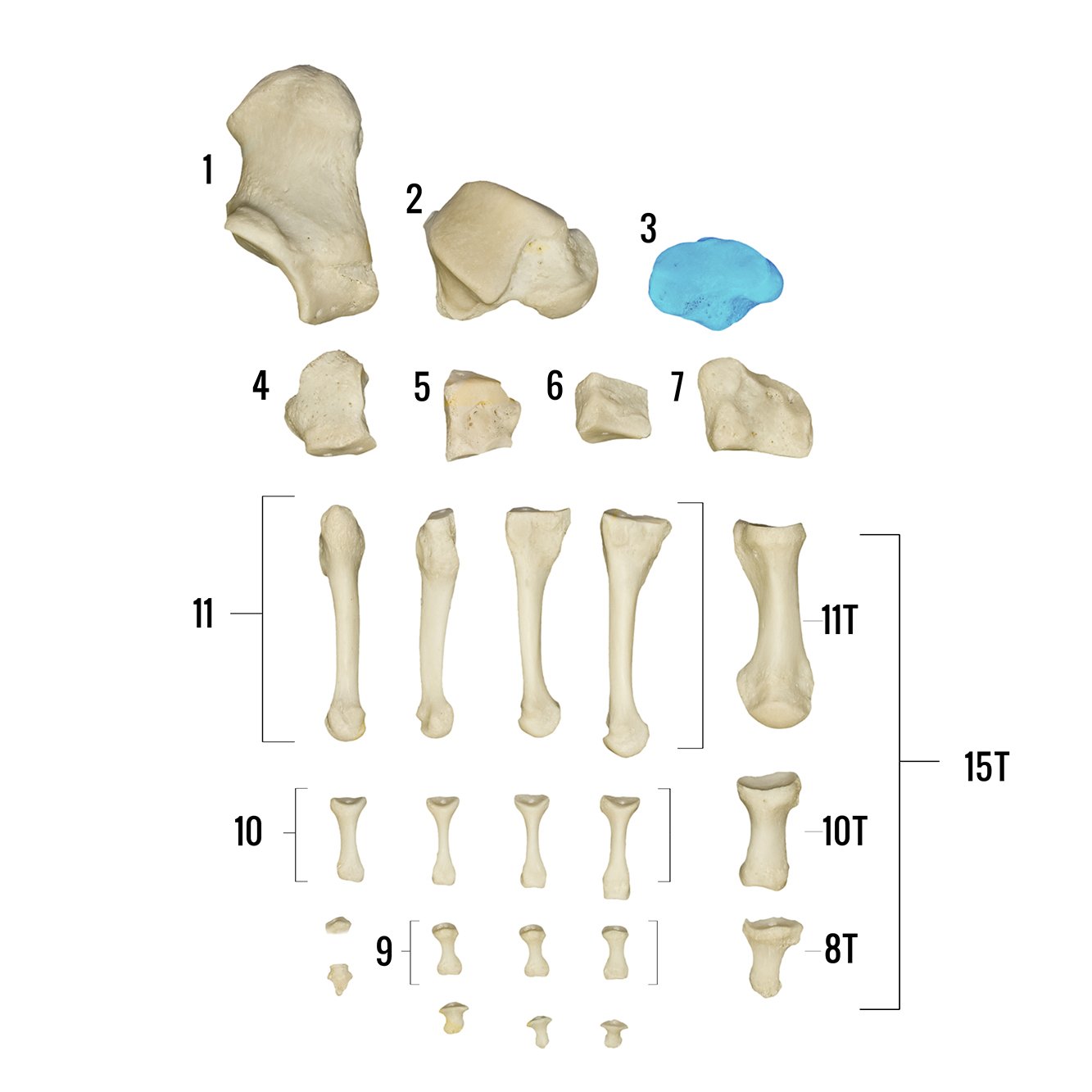 Real Human Foot Skeleton Model - Anatomically Accurate Individual Bones for Medical Study, Education & Display