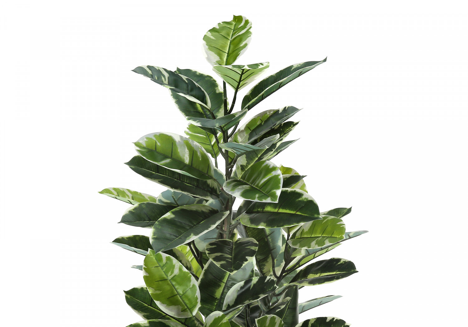 52 Pack Rubber Tree Plants with 5 Black Pots - Green/White Foliage - Perfect for Home Office Decor, Indoor Gardening & Housewarming Gifts
