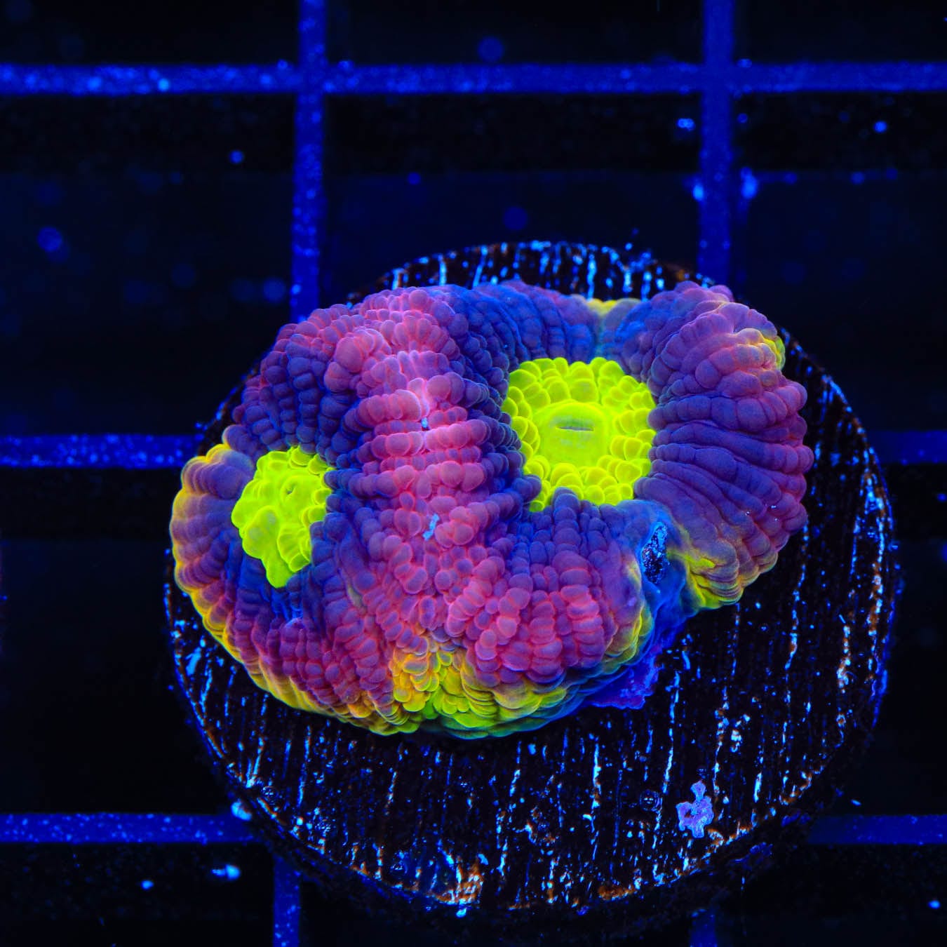 Dragon Soul Favia Coral - Premium Saltwater Aquarium Coral for Reef Tanks | Perfect for Marine Aquascaping & Coral Propagation