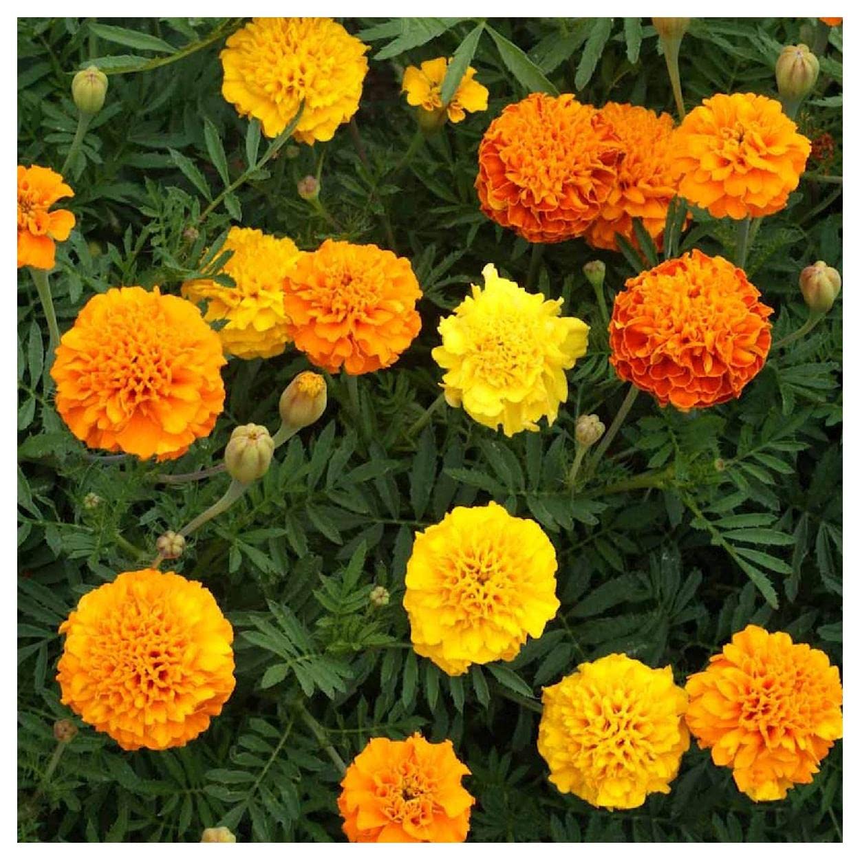 Everwilde Farms - 1/4 Lb Petite Mix French Marigold Wildflower Seeds - Gold Vault Pack - Non-GMO, Heirloom Seeds for Gardening, Landscaping & Pollinator Gardens