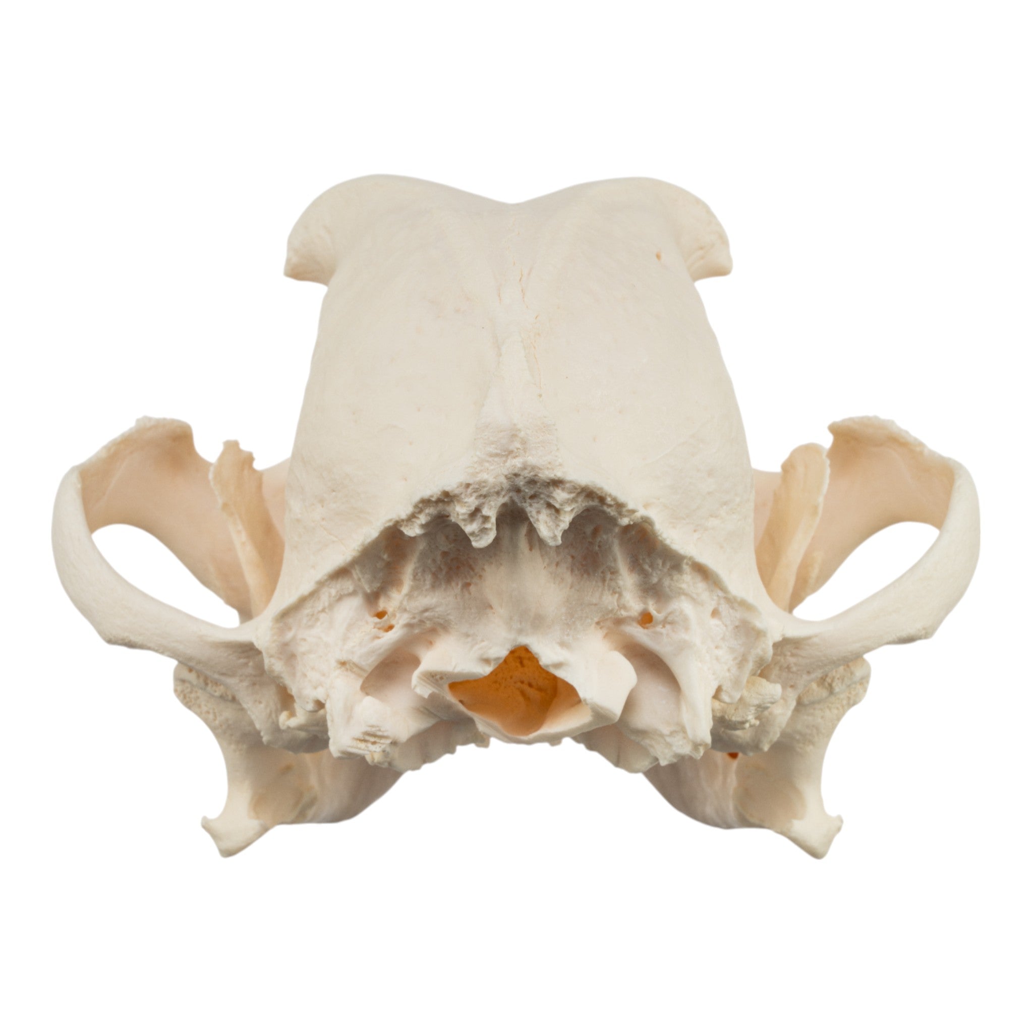 Authentic English Bulldog Skull - Real Domestic Dog Skull Specimen for Veterinary Study & Pathology Research | Perfect for Veterinary Students, Taxidermy Collectors, and Medical Education