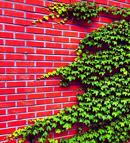 Boston Ivy