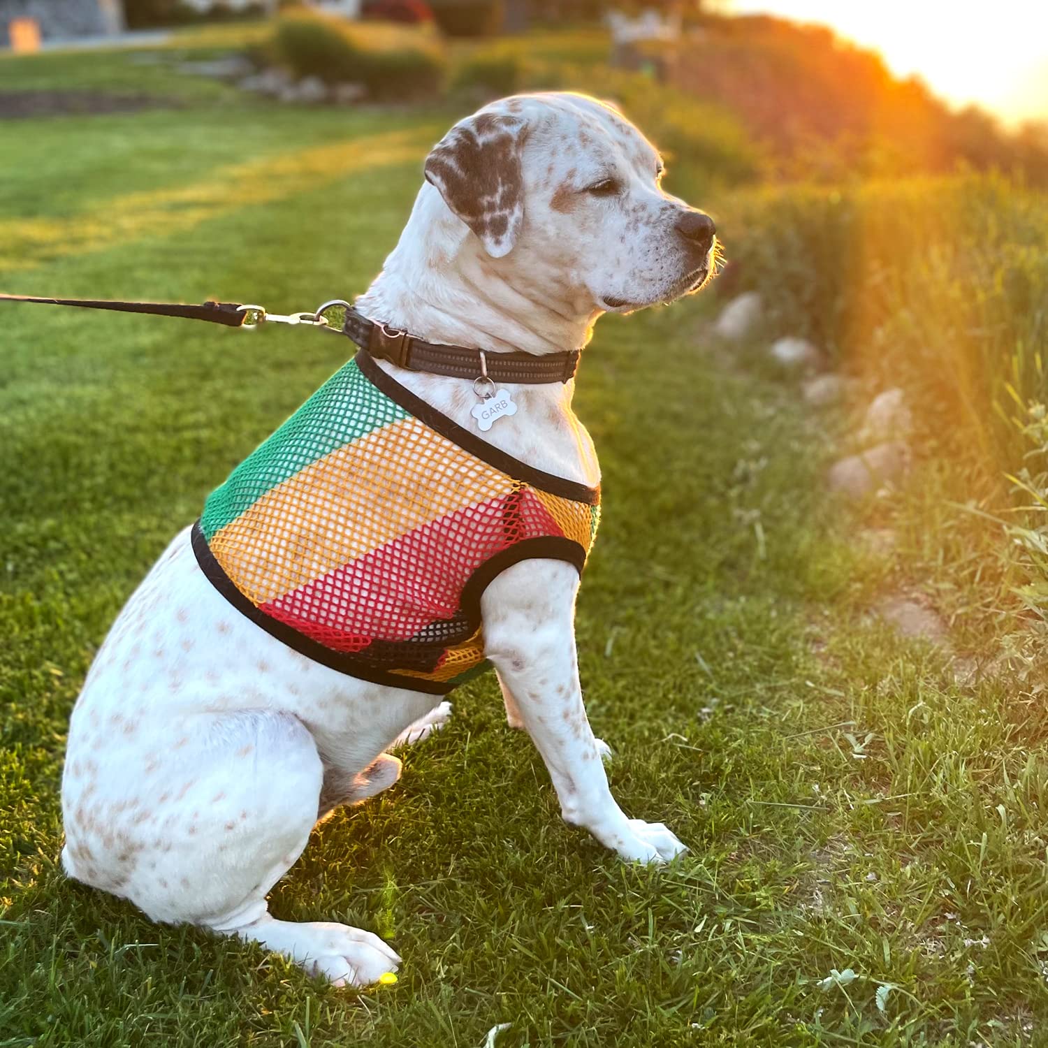 Stylish Summer Dog T-Shirts for Small Breeds - 5 Pack Cute Puppy Outfits for Chihuahua, French Bulldog & Yorkie | Perfect for Outdoor Walks, Pet Parties & Photo Shoots