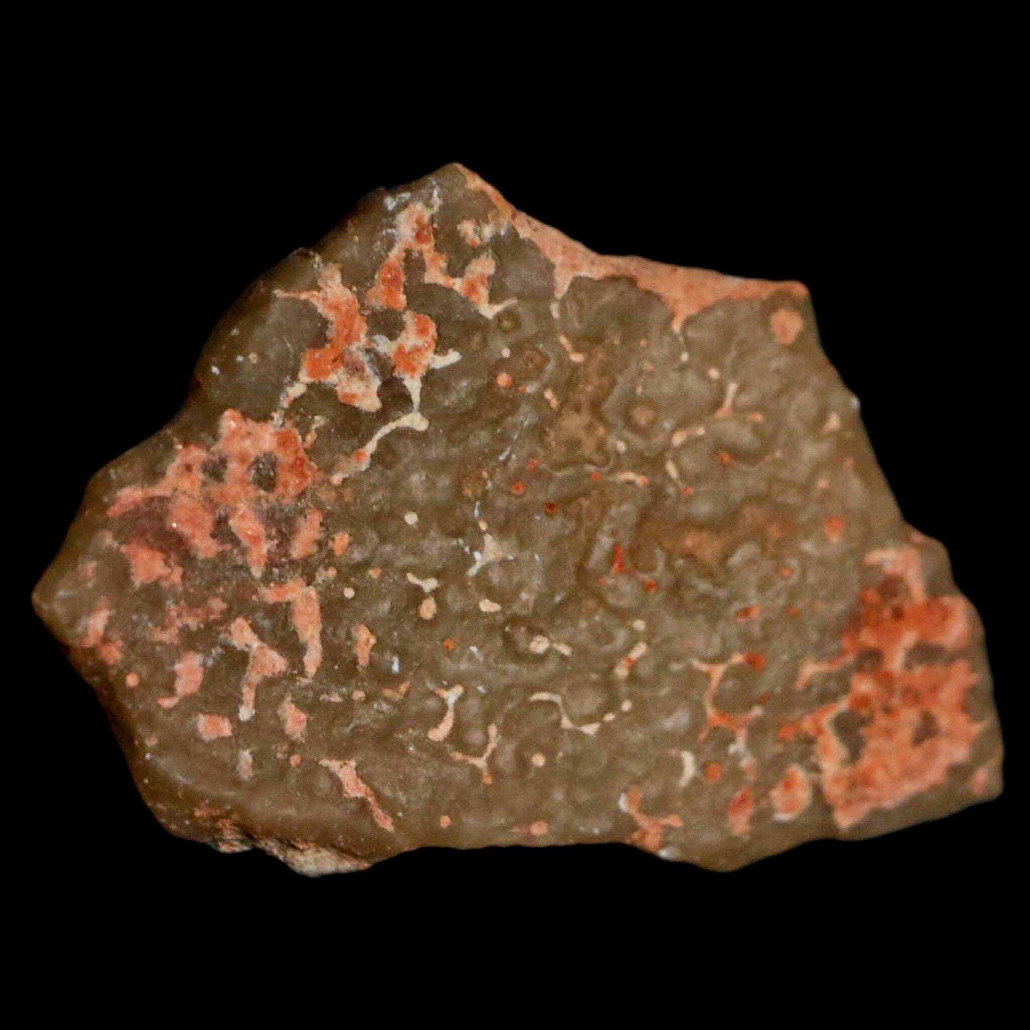0.7 Megaloolithus Titanosaur Dinosaur Fossil Egg Shell from Bouches-du-Rhône, France - Rare Collectible Display for Paleontology Enthusiasts & Museum-Quality Home Decor