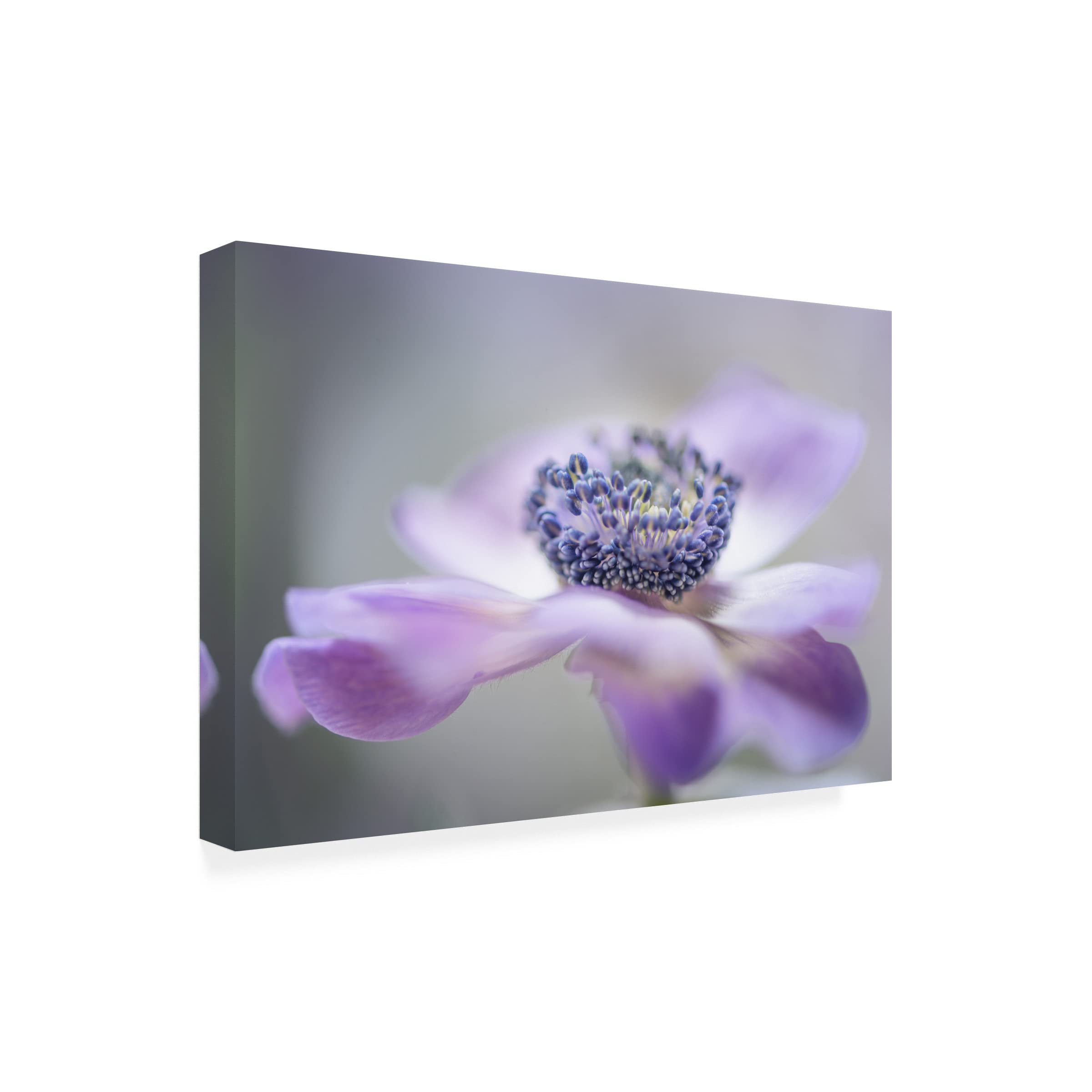 Trademark Fine Art 'Purple Flower' Canvas Wall Art by Keren Or - Elegant Floral Painting for Living Room, Bedroom & Office Decor