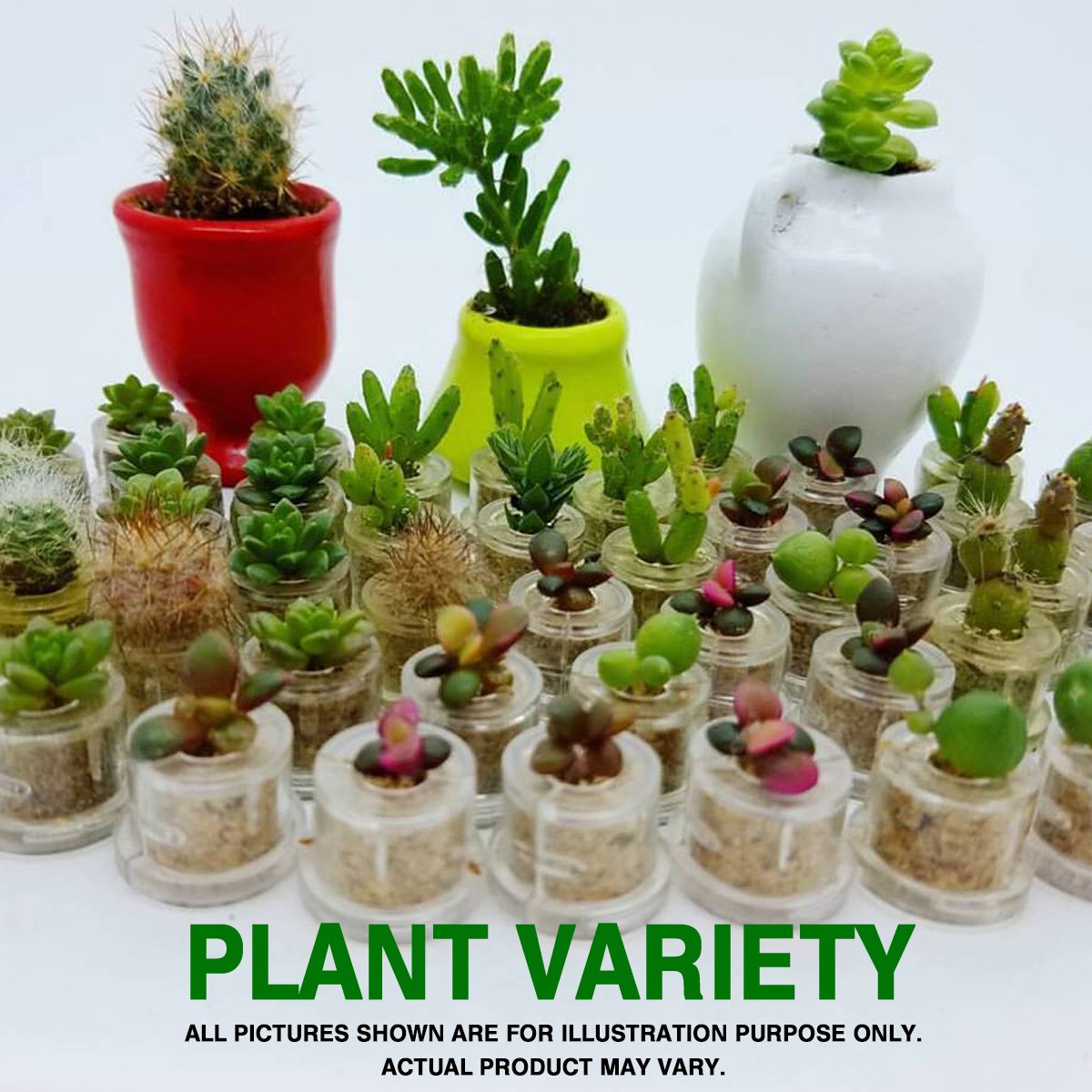 Pinky Rose Live Succulent Terrarium Plant - Unique Gift for Home & Office Decor, DIY Garden Projects, and Housewarming Presents