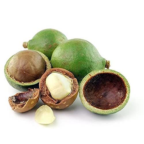 Organic Tamanu Oil - 100% Pure, Cold Pressed, Unrefined, Non-GMO Carrier Oil for Skin, Hair & Nail Care - Hydrating & Moisturizing Treatment for Face, Body & DIY Cosmetics - 32 oz - Perfect for Dry Skin, Acne Scars & Natural Beauty Routines