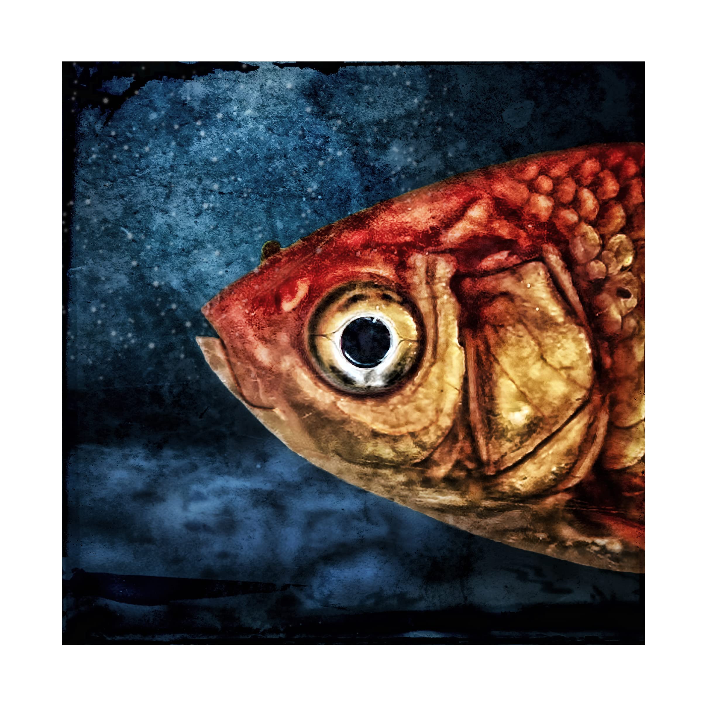Piet Flour 'Isidor The Goldfish' Canvas Art Print - Modern Wall Decor for Living Room, Bedroom & Office - Trademark Fine Art Collection
