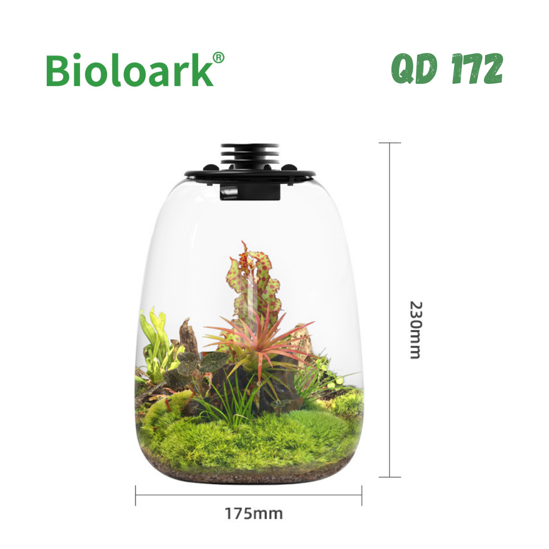 BIOLOARK Bio Bottle Terrarium (QD 172/QD 205) - Self-Sustaining Glass Ecosystem with Live Plants - Perfect for Home Decor, Office Desk, or Gift Idea