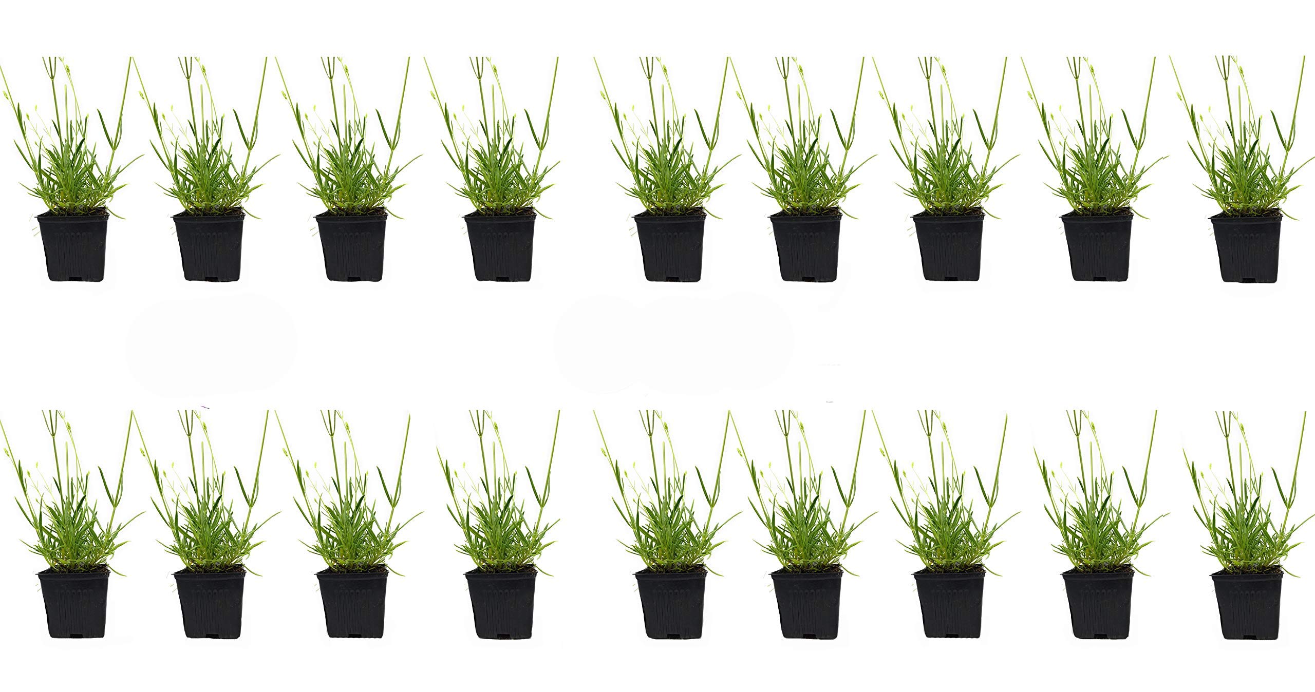 Lavender Plants for Sale - Findlavender Lavender x Intermedia Phenomenal (4