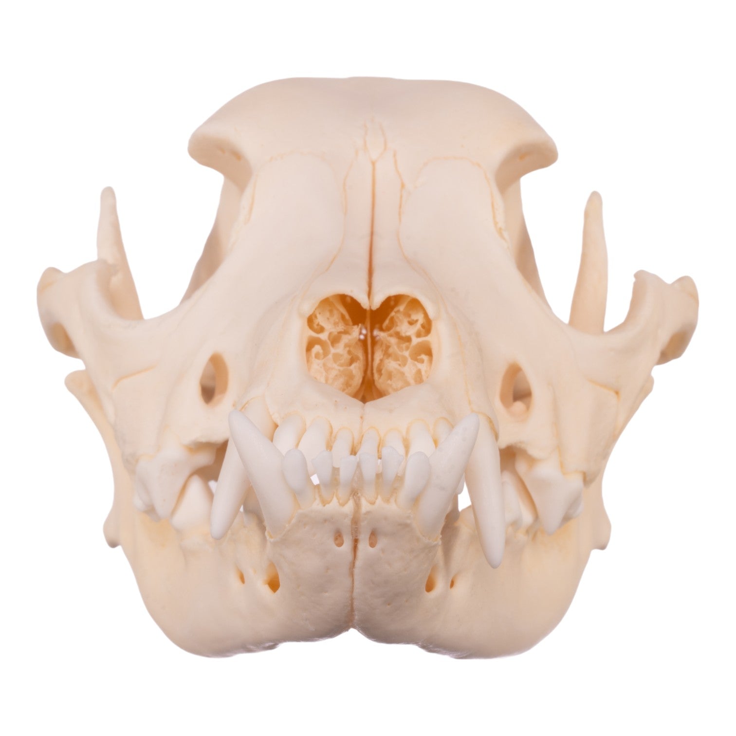 Authentic Boxer Dog Skull - Real Domestic Canine Specimen for Veterinary Study, Taxidermy & Halloween Decor