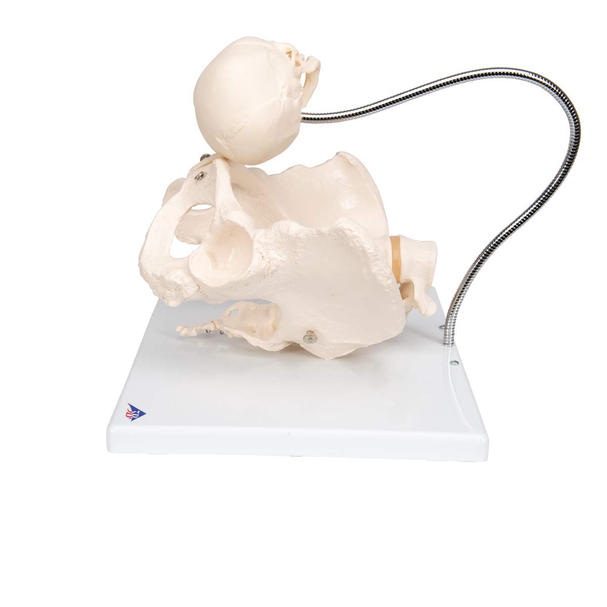 3B Scientific L30 Childbirth Demonstration Pelvis Model - 3B Smart Anatomy | Medical Teaching Tool for Obstetrics & Midwifery Training | Perfect for Classroom, Hospital, and Clinical Education