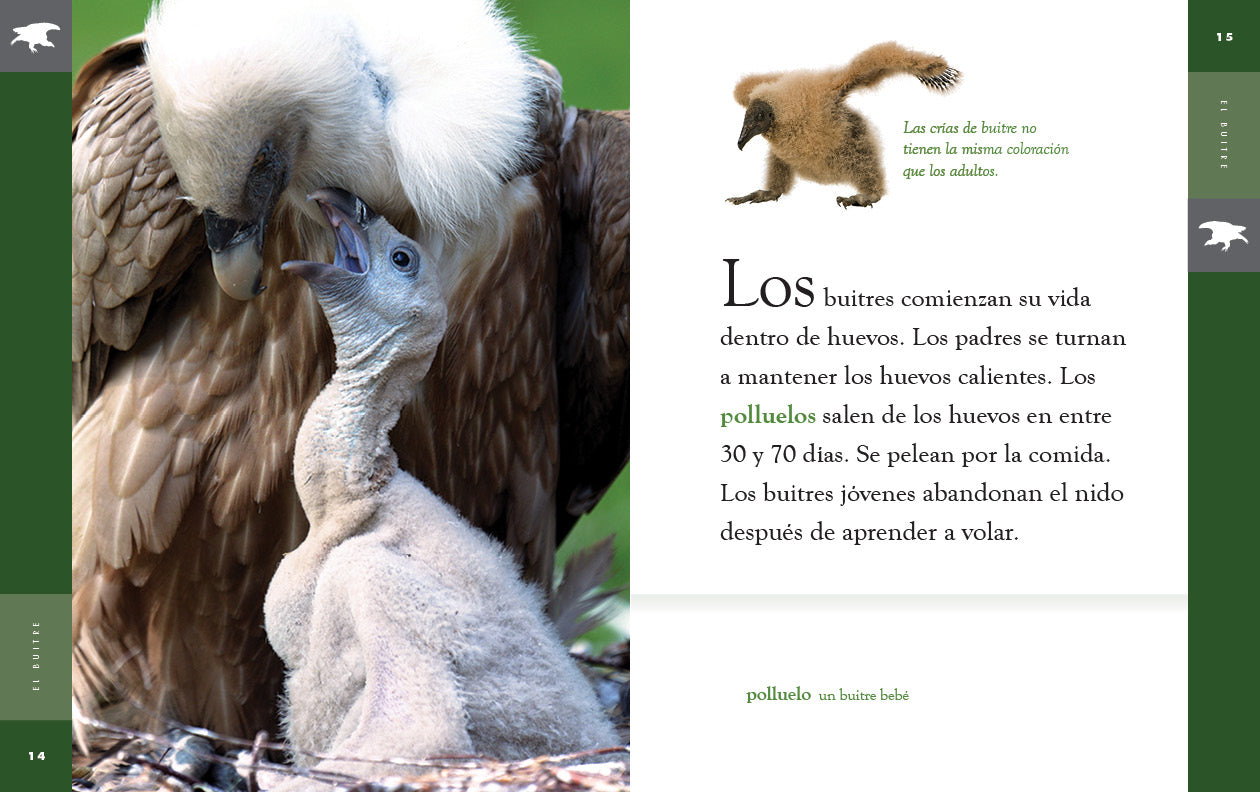 El Buitre 9781640266841 - Spanish Book for Kids, Wildlife & Nature Education - Perfect for Homeschooling & Classroom Learning