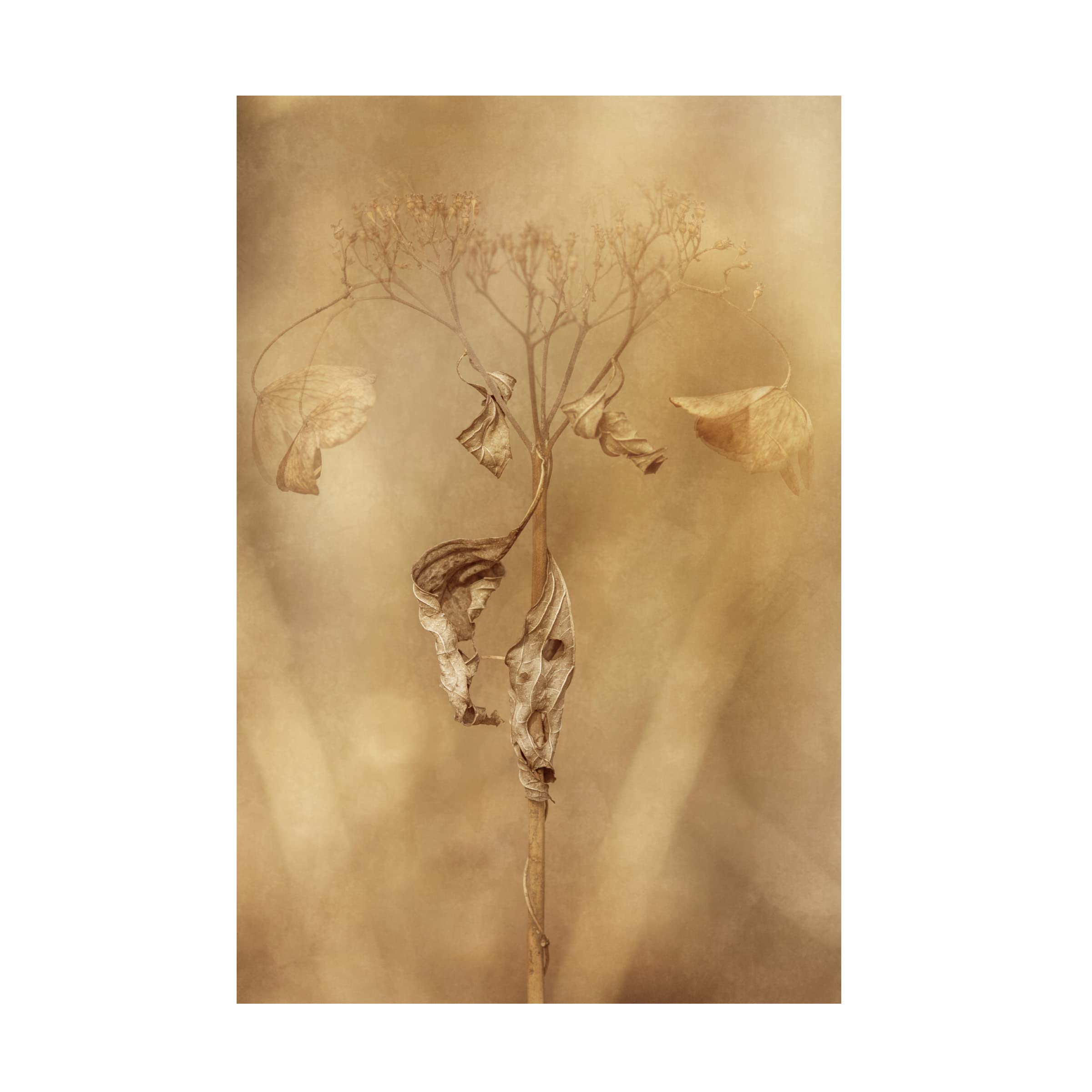 Takashi Suzuki 'Whitered Hydrangea 11' Canvas Wall Art Print - Floral Botanical Home Decor for Living Room, Bedroom & Office