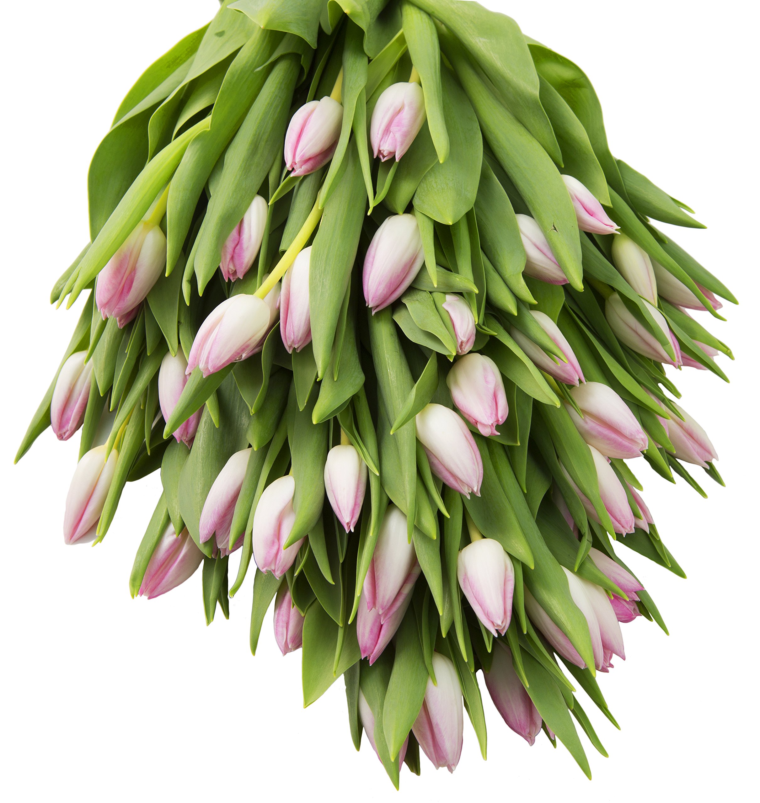 KaBloom Premium Fresh Pink Tulips Bouquet - 50 Stems for Weddings, Birthdays, Anniversaries & Mother's Day - Next Day Delivery | Perfect Floral Gift for Special Occasions & Home Decor