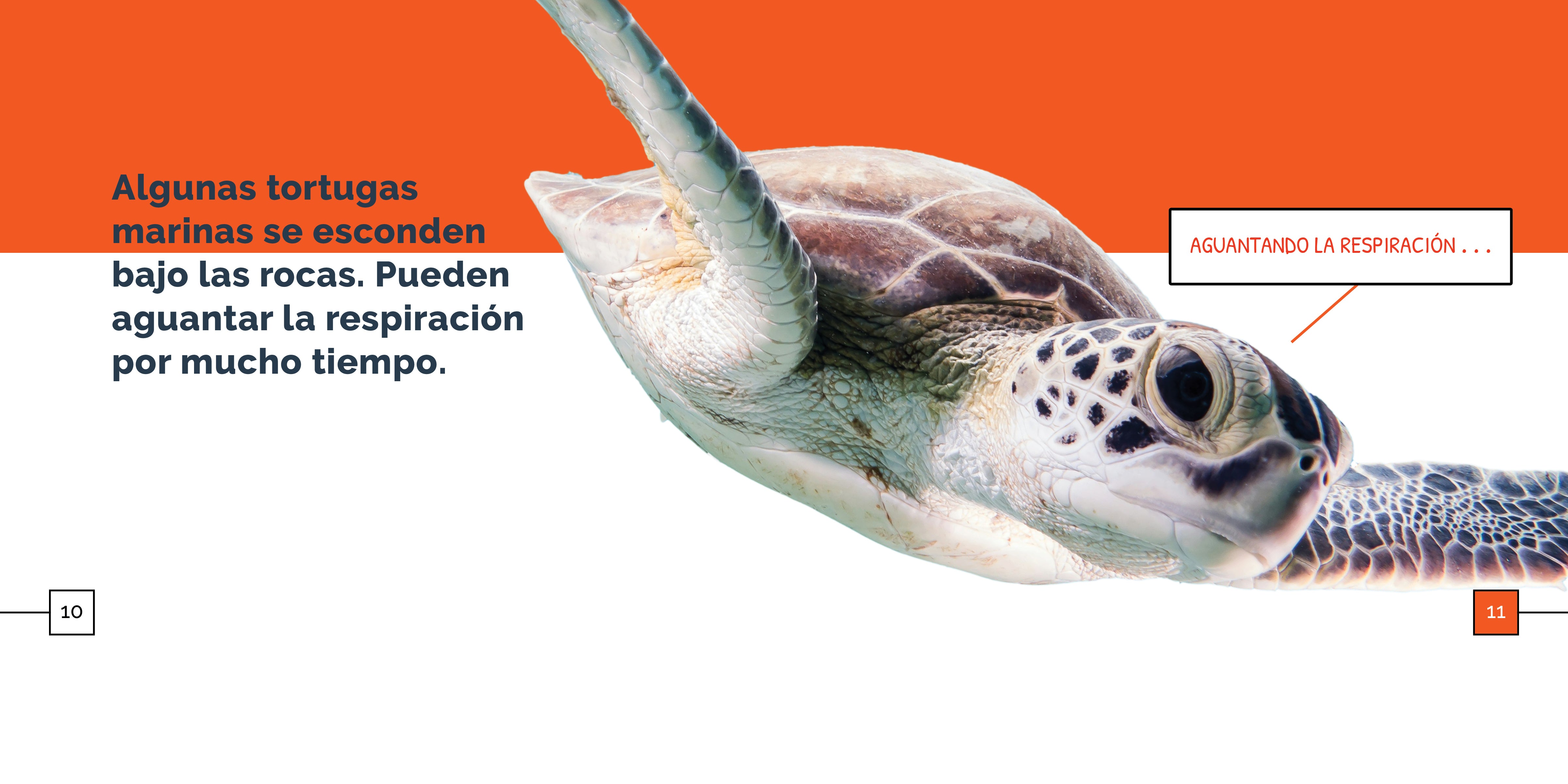 Sea Turtles - Marine Life Decor, Educational Toys & Gifts for Ocean Lovers | Perfect for Beach Themed Rooms, Classroom Learning & Conservation Awareness