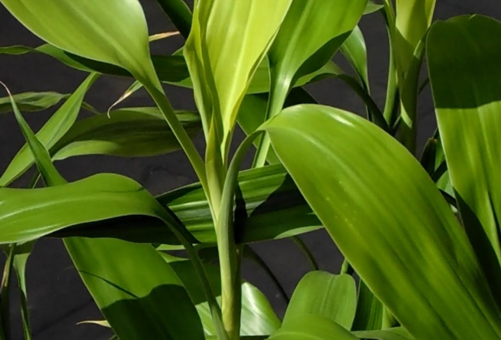 Mainam Dracaena Sanderiana Green Live Aquarium Plants - Lucky Bamboo for Fish Tank Decorations | Perfect for Freshwater Aquariums, Betta Fish Tanks & Office Desk Decor
