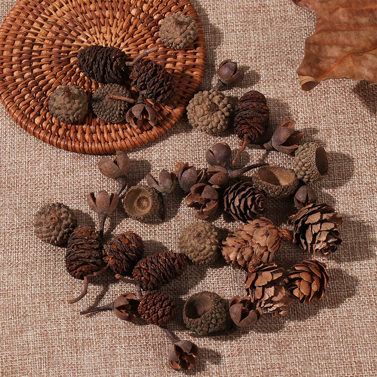 20Pcs Natural Dried Acorn Caps for DIY Crafts - Fall & Winter Holiday Decorations - Perfect for Christmas, Thanksgiving, Home Decor, Wreath Making & Seasonal Centerpieces