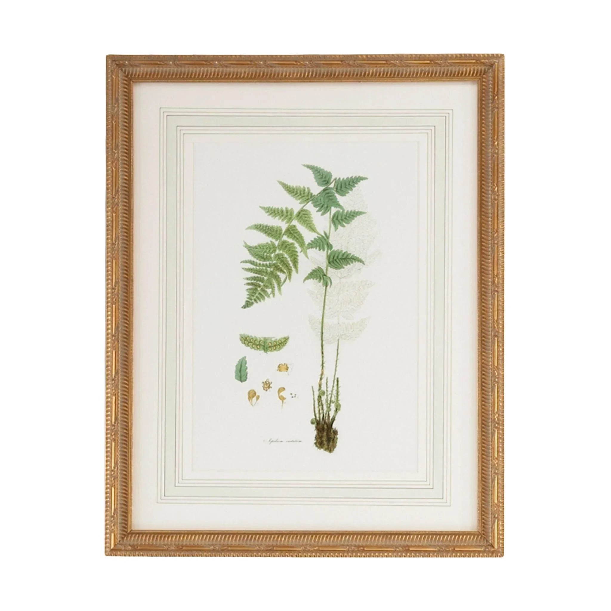 Citrus Ferns Gold Framed Wall Art - Botanical Home Decor for Living Room, Bedroom & Office - Modern Framed Print for Housewarming Gift & Interior Design