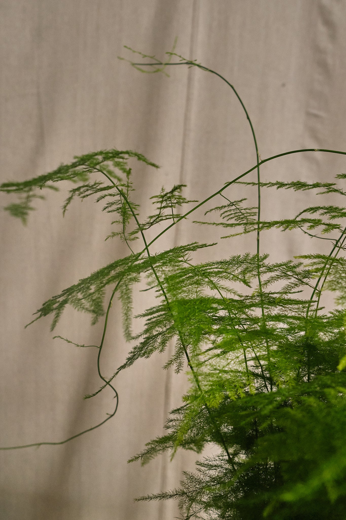 Buy Asparagus Setaceus Fern - Lush Green Indoor Houseplant for Home & Office Decor | Perfect for Living Rooms, Bedrooms, and Balconies