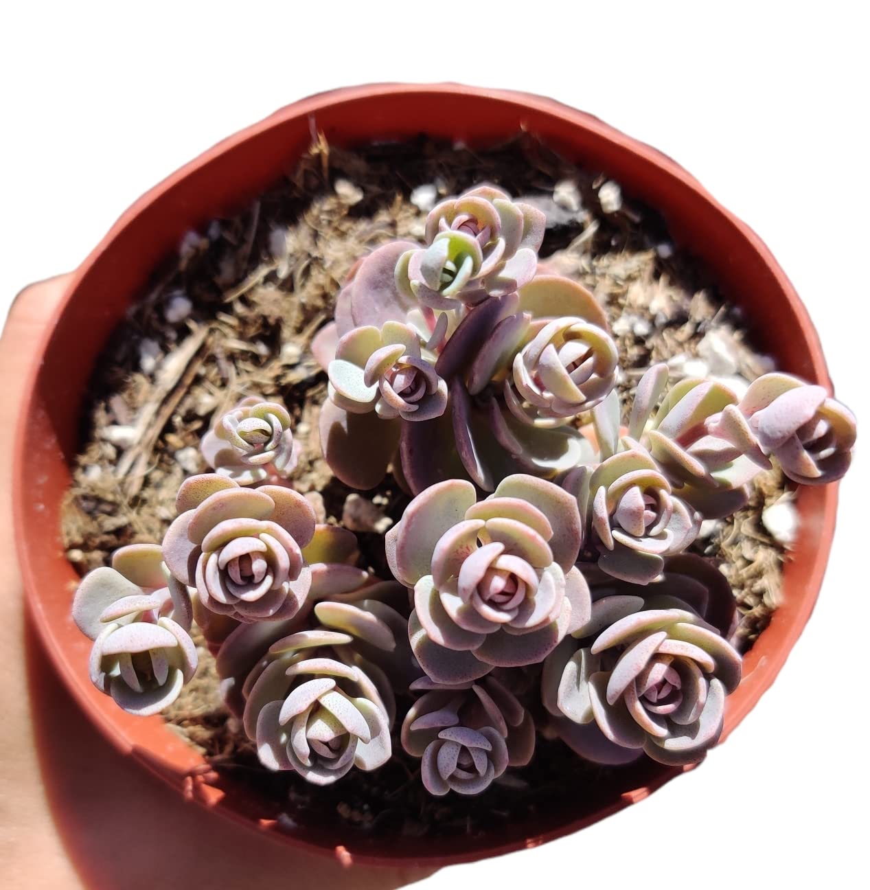 Live Succulent Plants - Sedum Sunsparkler Blue Elf in 4 Inch Pot | Drought-Tolerant Ground Cover for Rock Gardens, Terrariums & Indoor Decor