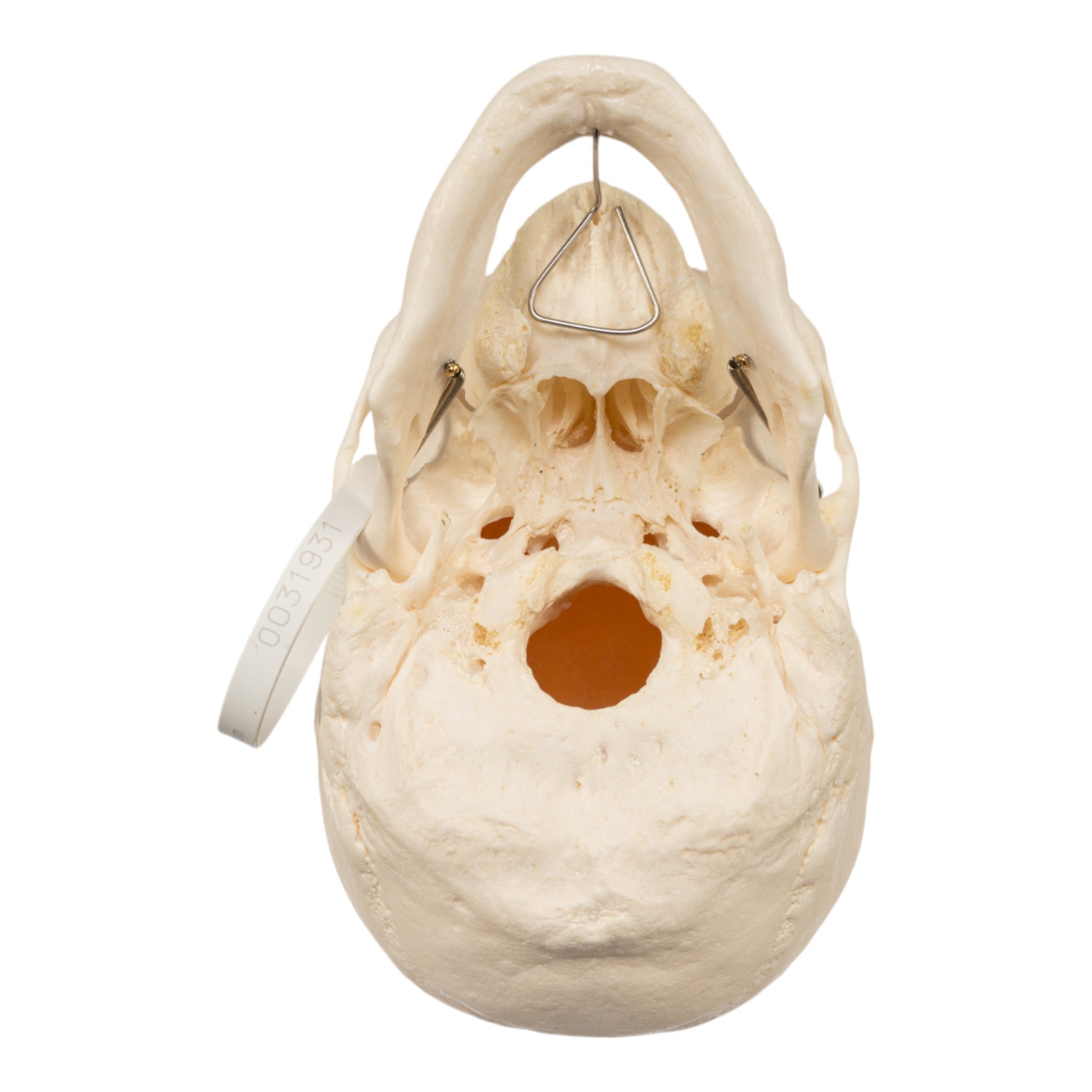Authentic Real Human Skull for Medical Study, Halloween Decor & Collectibles - Perfect for Anatomy Education, Horror Displays & Oddity Collections