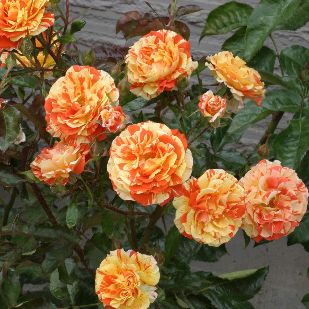 Heirloom Roses Oranges 'n' Lemons Rose Bush - Colorful Shrub Rose Plant for Outdoor Garden Planting | Perfect for Landscaping, Flower Beds & Container Gardening