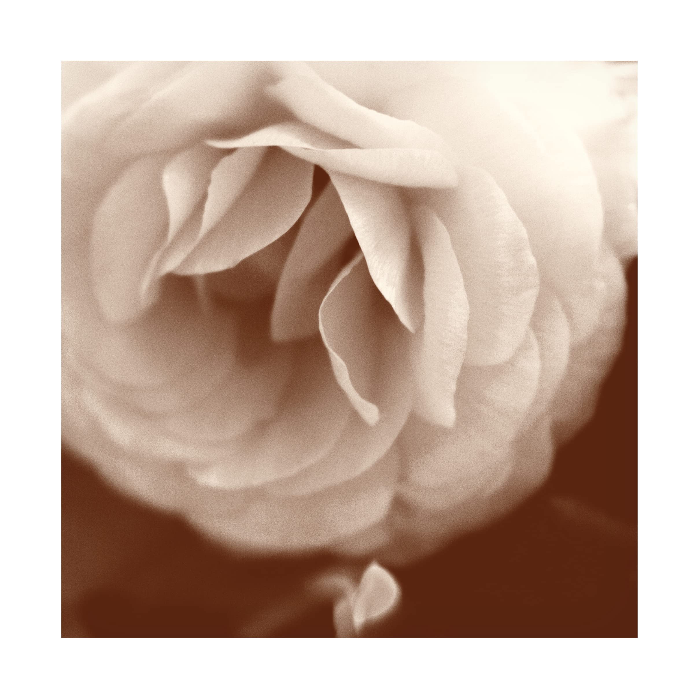 Trademark Fine Art 'Sepia Rapture II' Canvas Wall Art Print by Judy Stalus - Elegant Home Decor for Living Room, Bedroom & Office