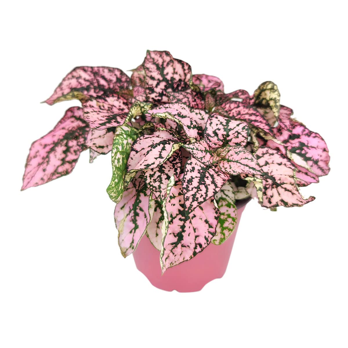 Hypoestes Phyllostachya Pink Splash Plant - 4 Inch Live Houseplant with Vibrant Pink Foliage | Low Maintenance Indoor Plant for Home, Office Decor | Perfect for Tabletops, Shelves & Gift Giving