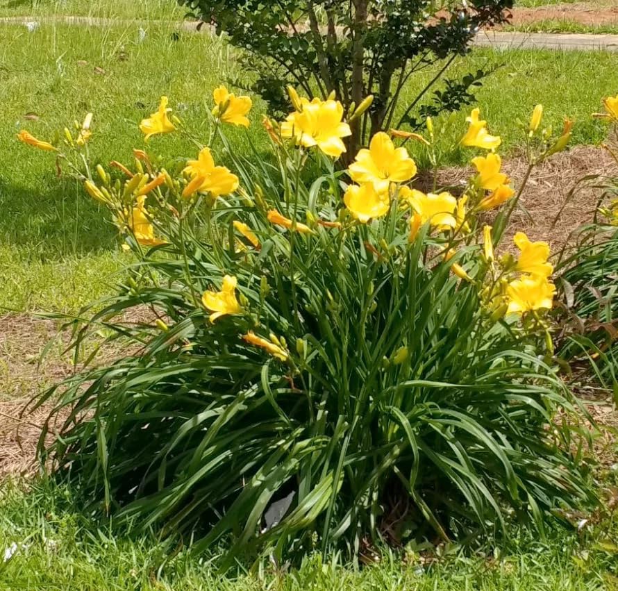 Stella De Oro Daylily Perennial Plant - 2.5 Quart Pot, Yellow Reblooming Flowers, Full Sun Outdoor Garden Plant - Perfect for Landscaping, Borders & Container Gardening