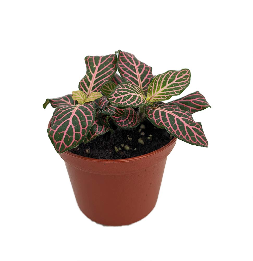 Mini Pink Veined Nerve Plant (Fittonia) - Easy Care Indoor Houseplant in 2.5