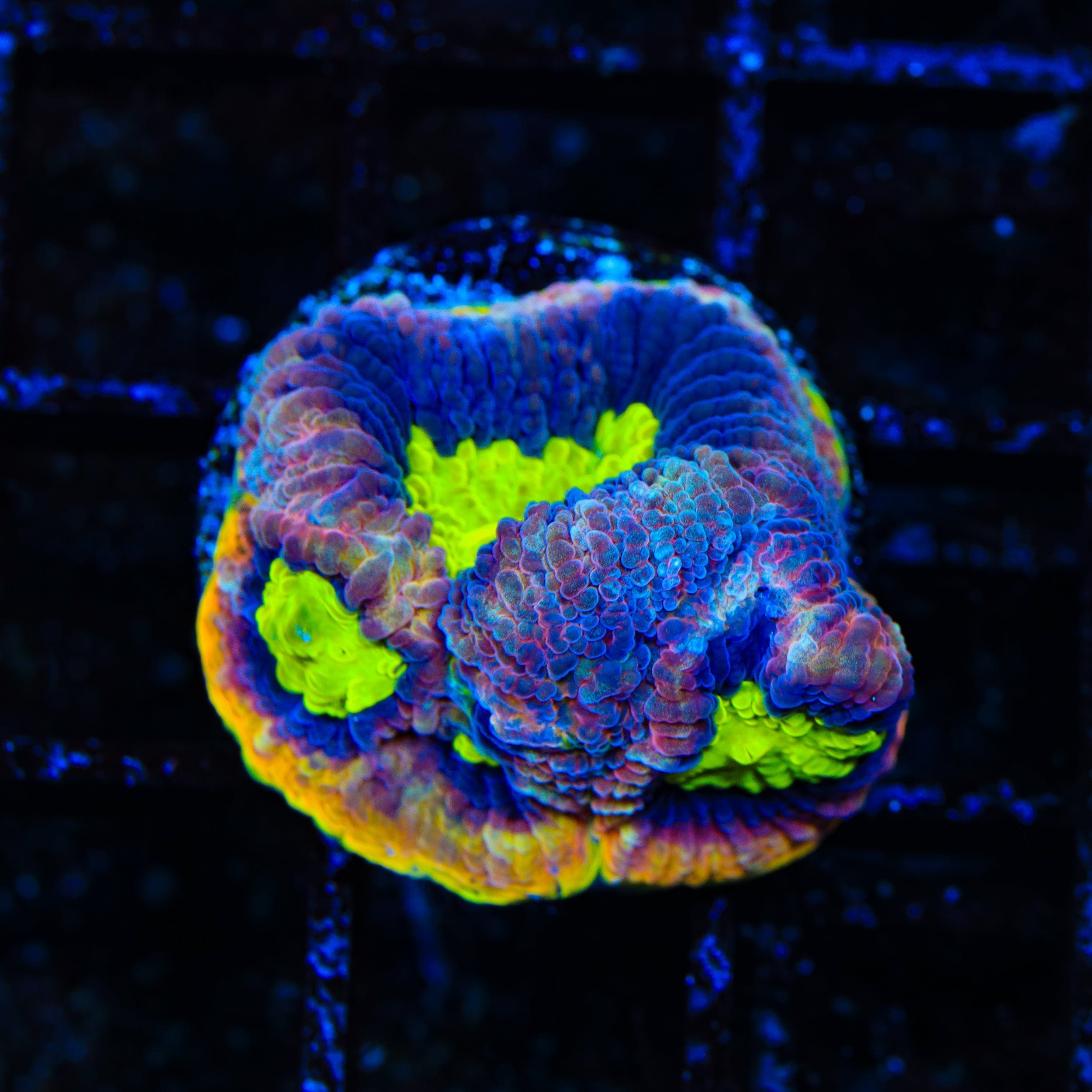 Dragon Soul Favia Coral - Premium Saltwater Coral for Reef Aquariums | Perfect for Marine Tank Decoration & Coral Propagation
