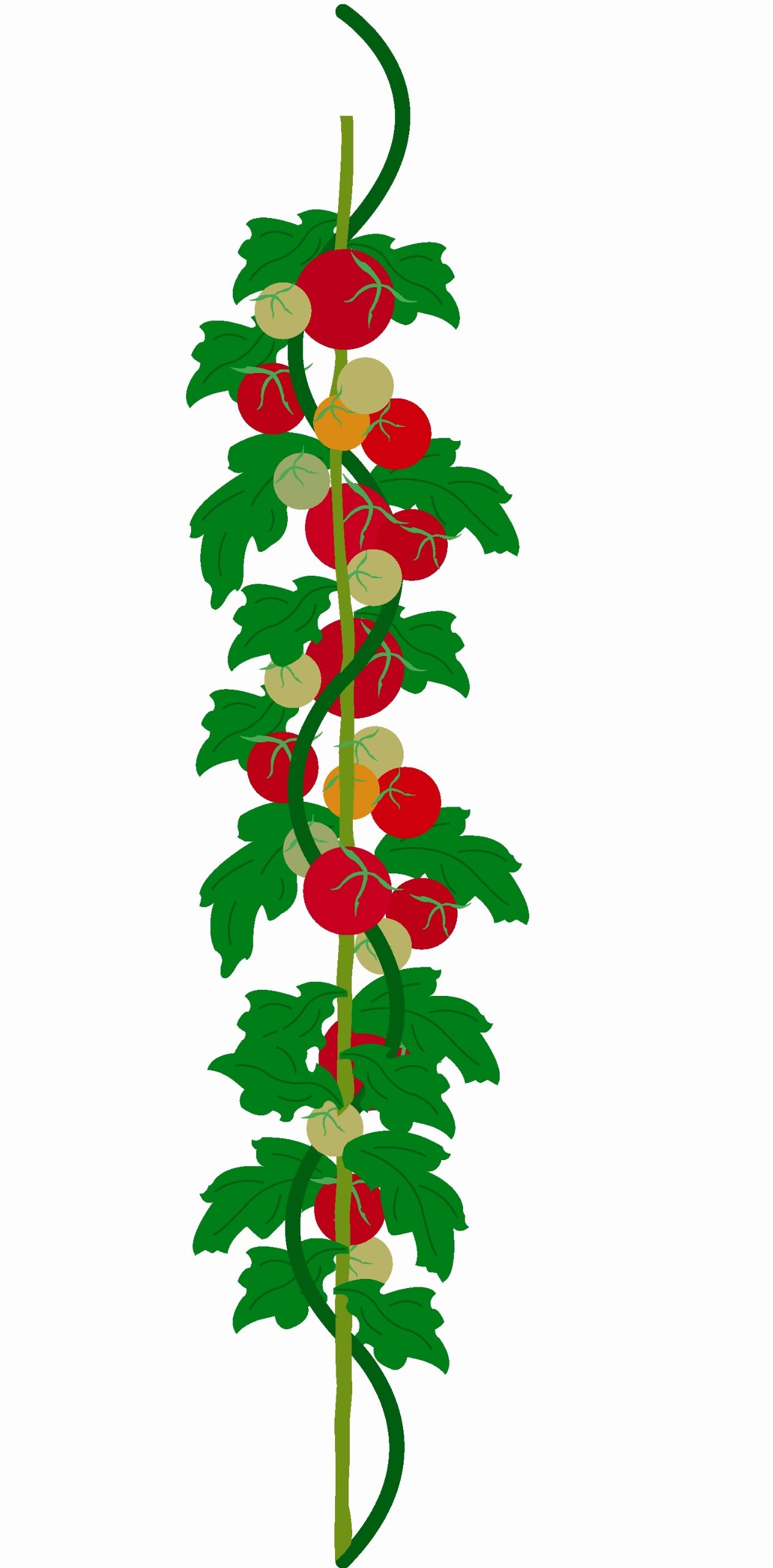 Bosmere 60-Inch Spiral Plant Supports - 4 Pack | Heavy Duty Garden Stakes for Climbing Flowers, Tomatoes & Vines | Perfect for Outdoor Gardens, Greenhouses & Vertical Planting